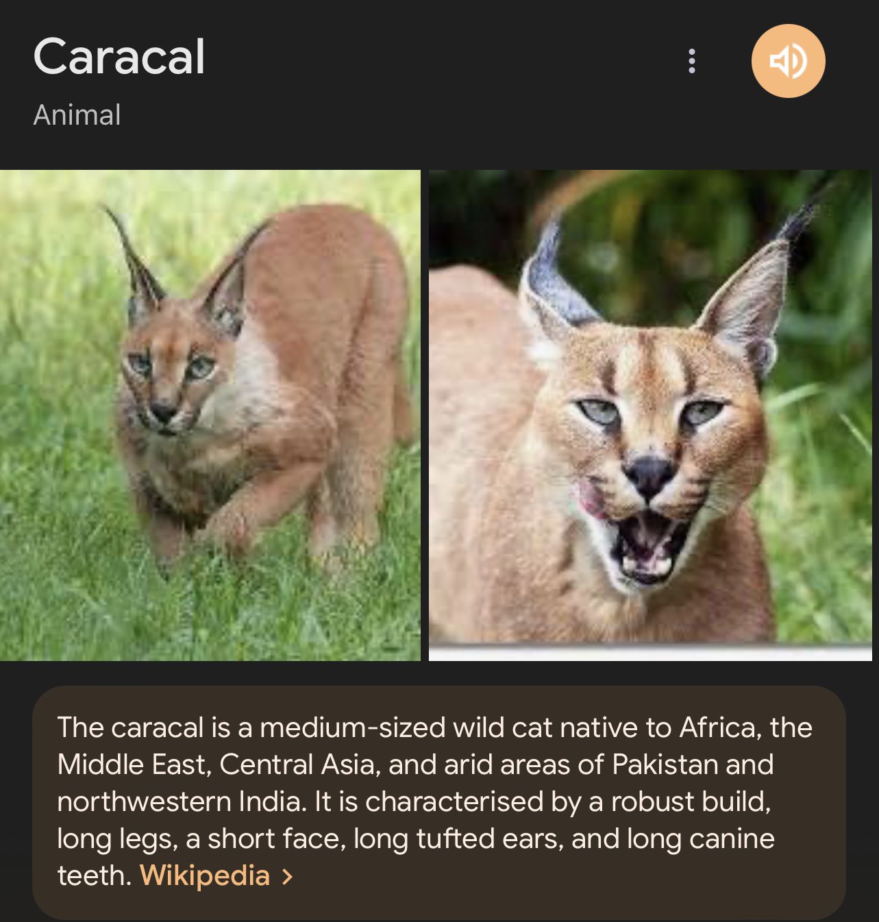 Caracal - Wikipedia