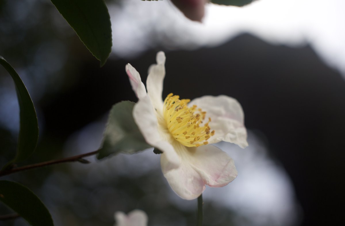 h_k___'s tweet photo. 2023.11.05

オールドレンズ楽しい。マクロ楽しい。
撮って出し。 https://t.co/p2nAzC7H6J