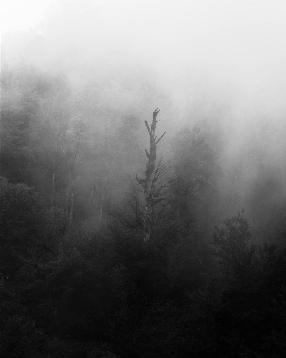 From the misty places collection
 #MistyWoods
#TreeMagic
#FoggyForest
#EnchantedForest
#NaturePhotography
#ForestMood
#MysticalTrees
#FoggyWoods
#WoodlandWhispers
#IntoTheMist