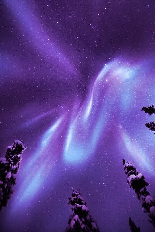 violettweets_'s tweet photo. lavender haze. https://t.co/ms7vgR76nr