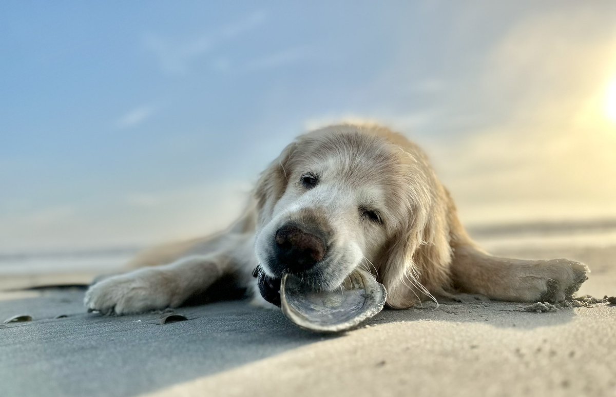 Logan & Shadow😇the Goldens tweet media