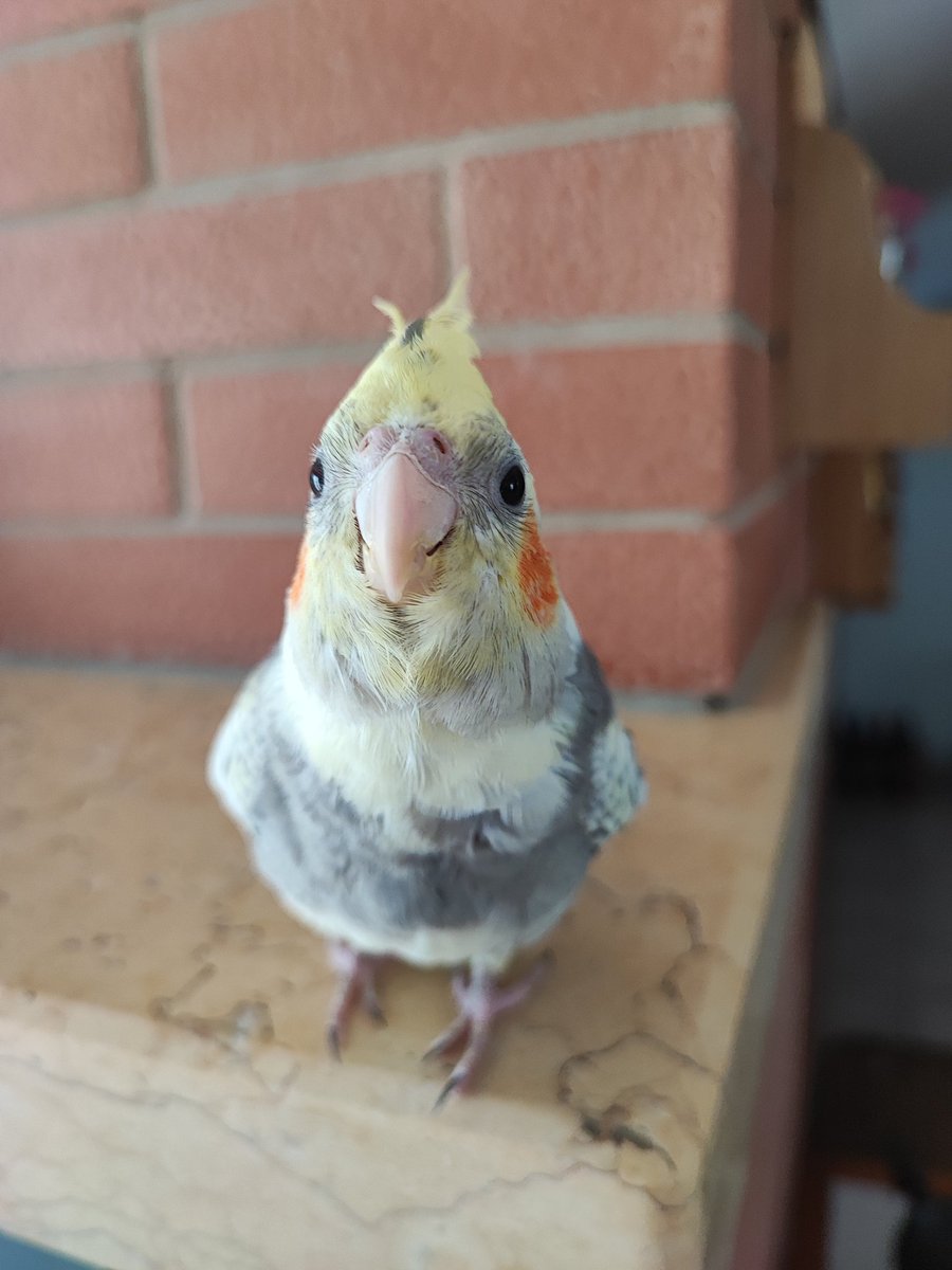 bjvtch's tweet photo. meet my parrot Goku, he wants to say hi to y'all 🥺 https://t.co/94rpIsuLPl