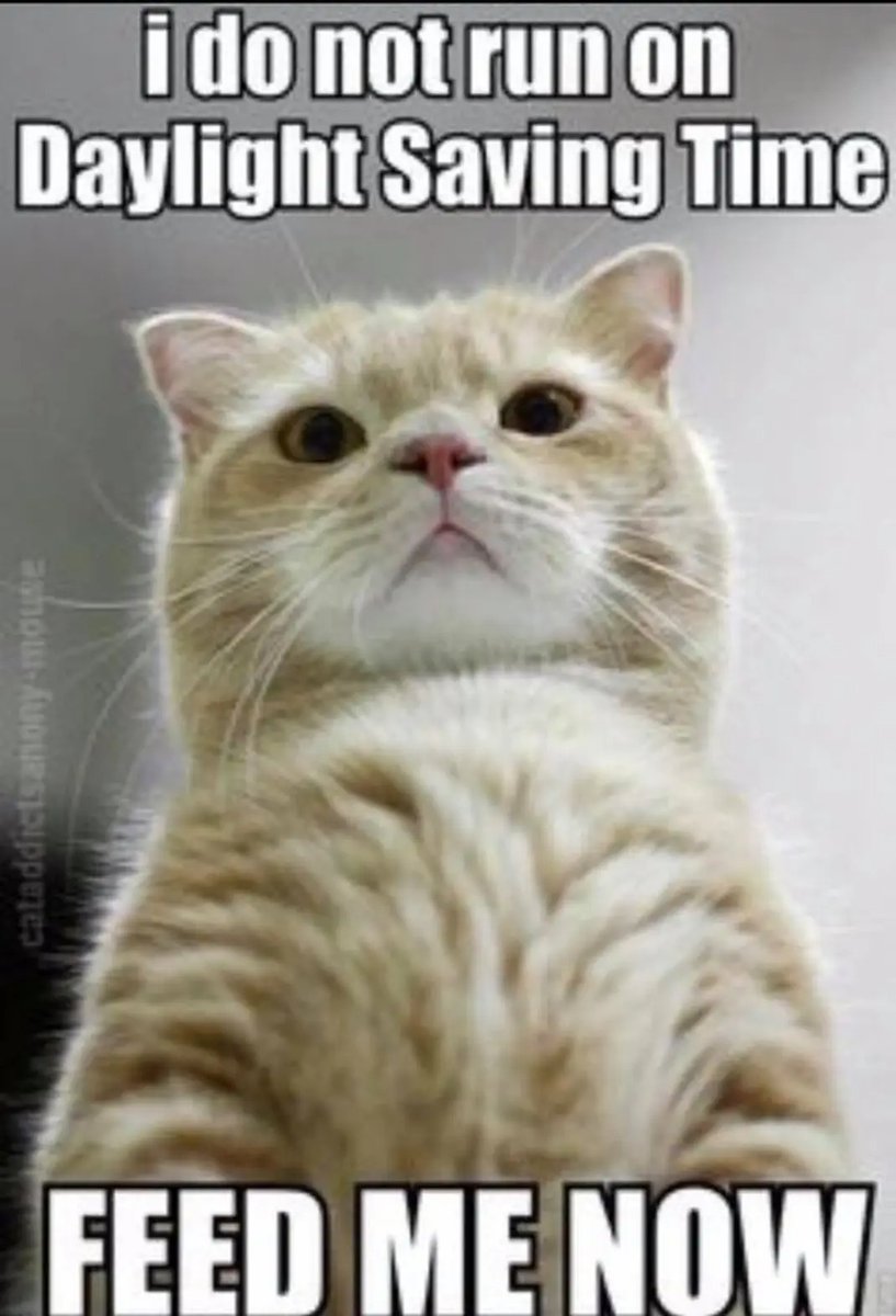 TheCatnipTimes's tweet image. #feedmenow #cats #catsoftwitter #daylightsavingstime