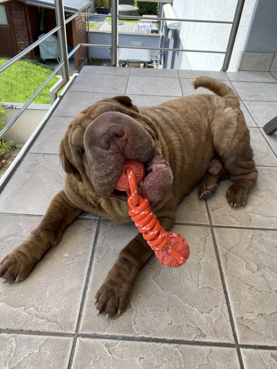 Chris Moiny aka MacFish tweet media