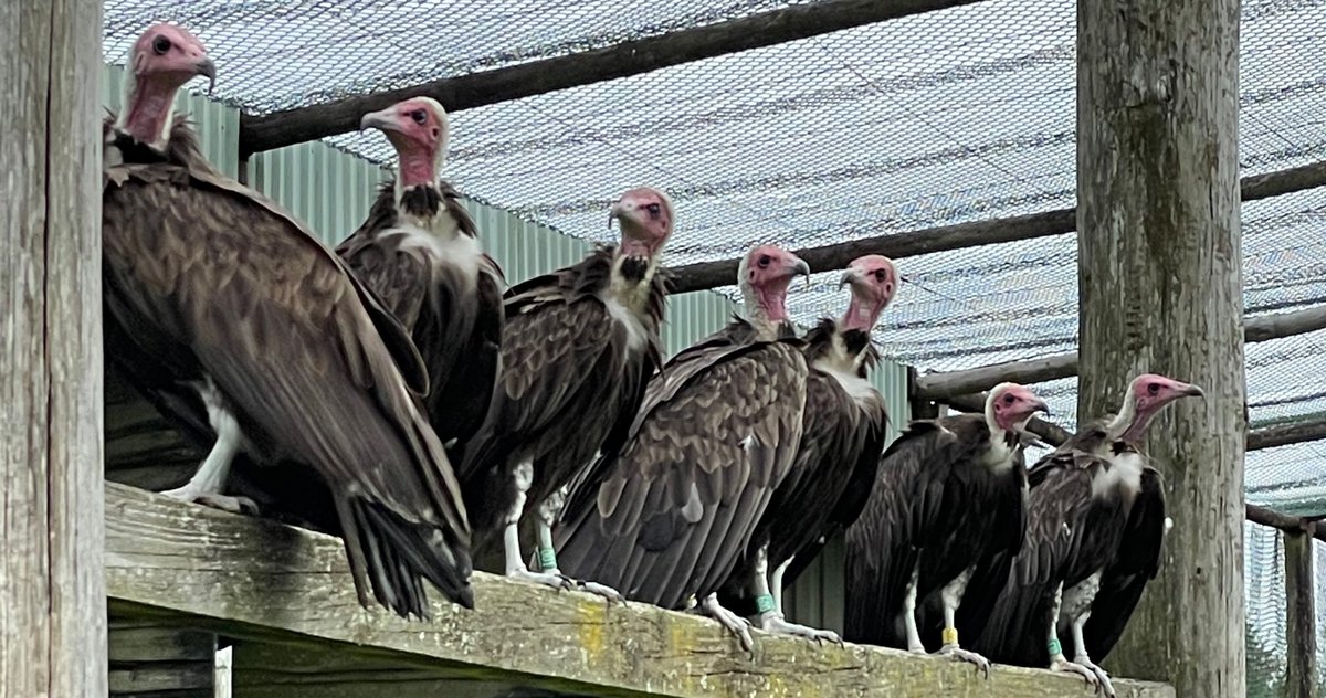 Seven of our hooded vultures all choosing the same perch despite having lots of different places to choose from in their aviary. 

#hoodedvulture #vultureconservation #lovevultures #conservationbreeding #conservationprogram #safetynetpopulation #endangeredspecies