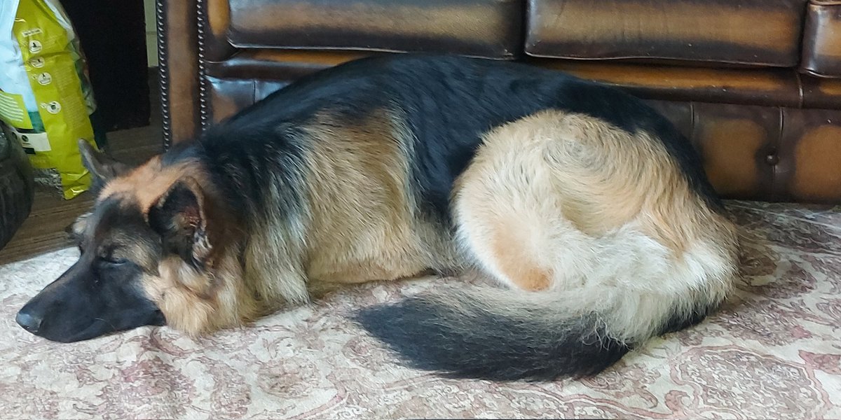 RocksandThor's tweet image. He&apos;s struggling today, we have been up since about 4 a.m. He&apos;s ready for the surgery tomorrow, obviously very uncomfortable. 
Can&apos;t express fully how I&apos;m feeling right now, if anything were to happen to him, I think it would finish me. I rely on him for so much. 
#supportdog