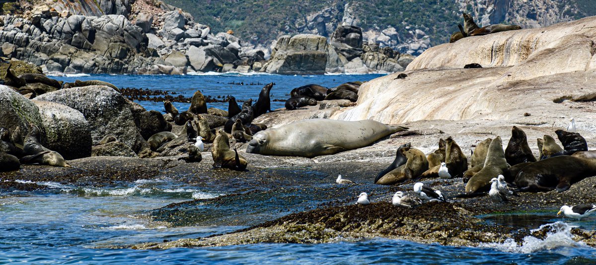 Long-beaked common and Heaviside’s #dolphins, Humpback #whales and “Buffel” the vagrant/resident Southern elephant #seal on Duiker Island, were some of the wildlife encountered during today’s outing with #CaptainJacks, #HoutBay. #CapeTown
