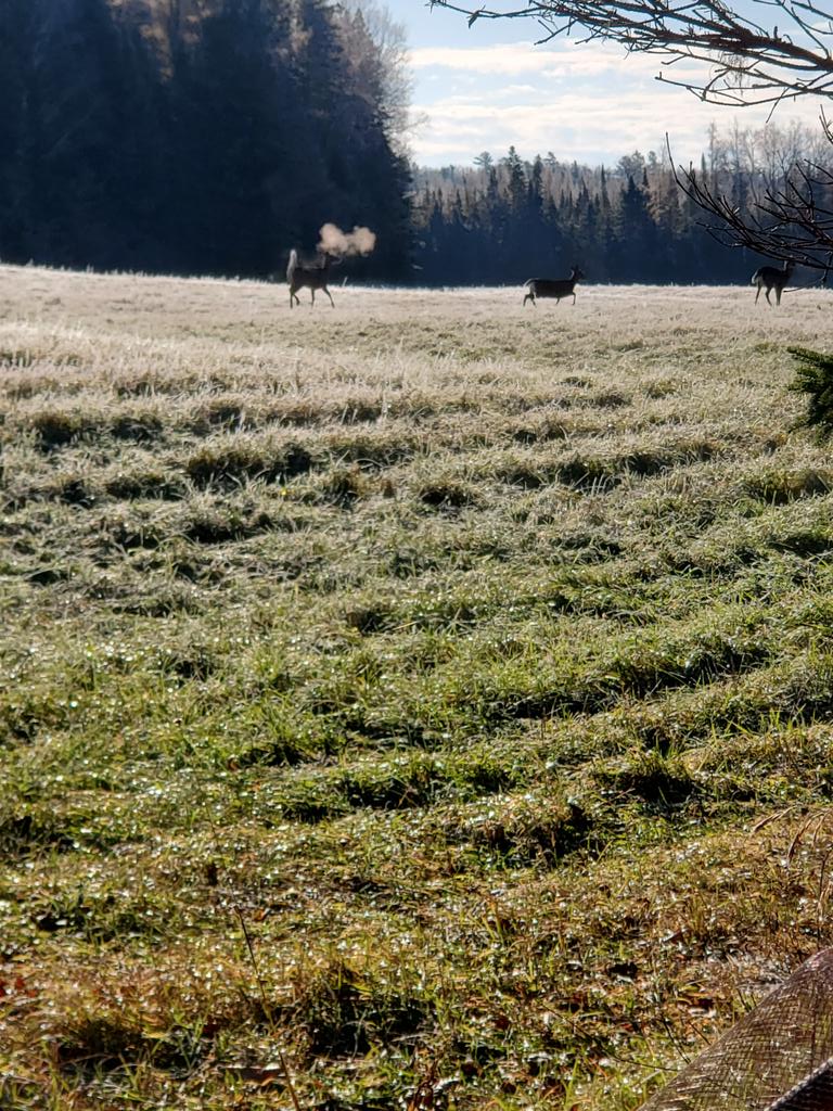 Deer hunting - Riley Brook New Brunswick