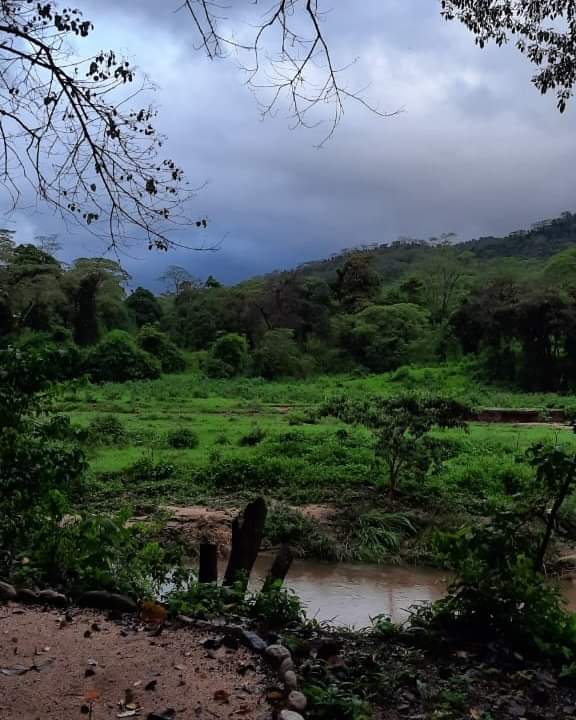 actnow_kenya's tweet photo. The #lands that our grandpa lived in for 100+ years with ease. Now we are losing them and we are living short.⬇️

#SafeForestsNow https://t.co/UCyh531Jel