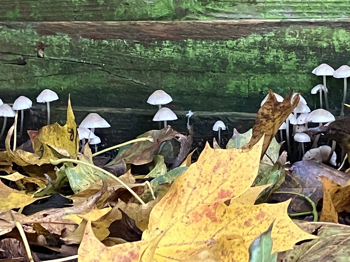 Found a fairy village on the old treehouse