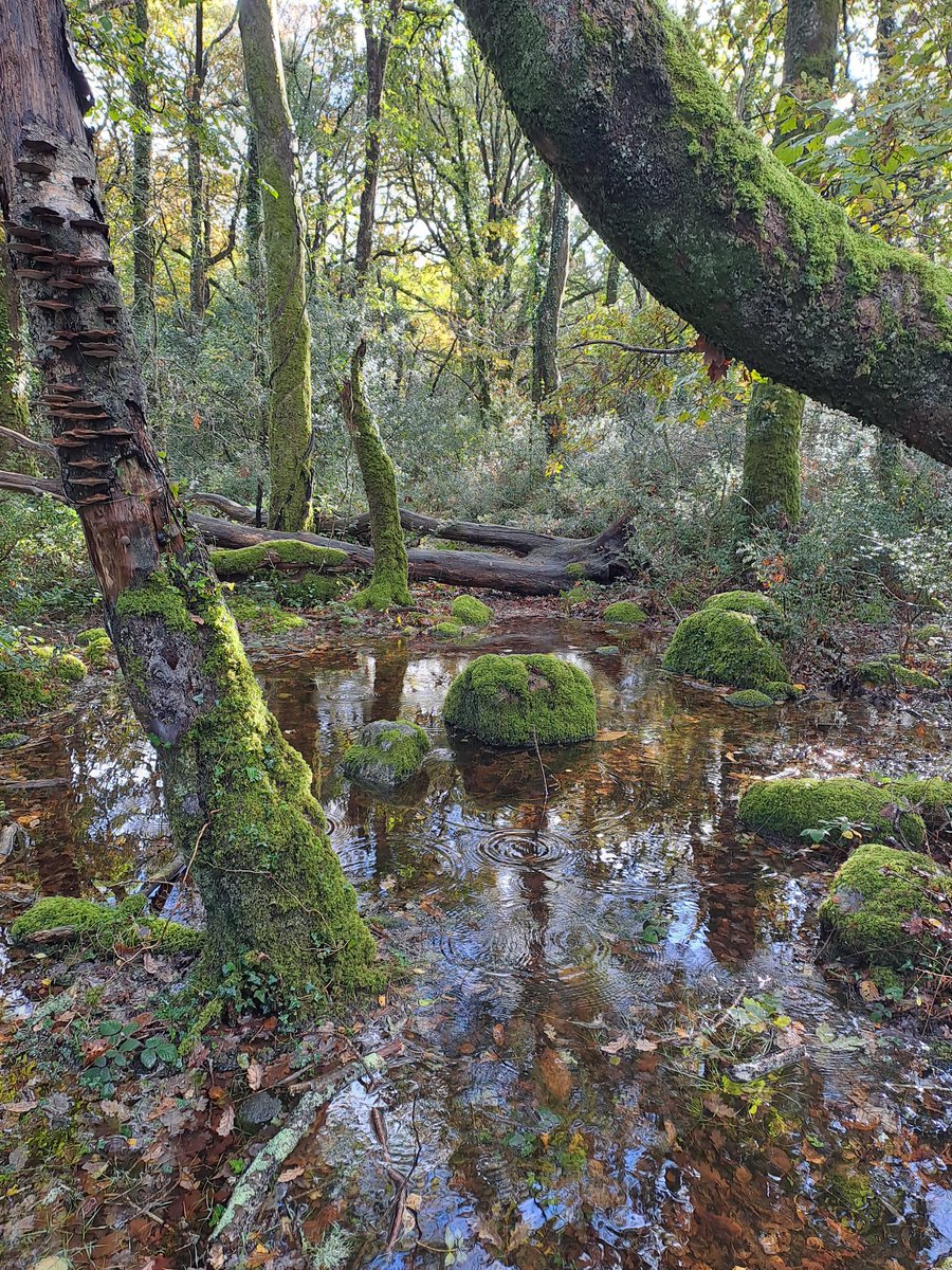 George Monbiot tweet media