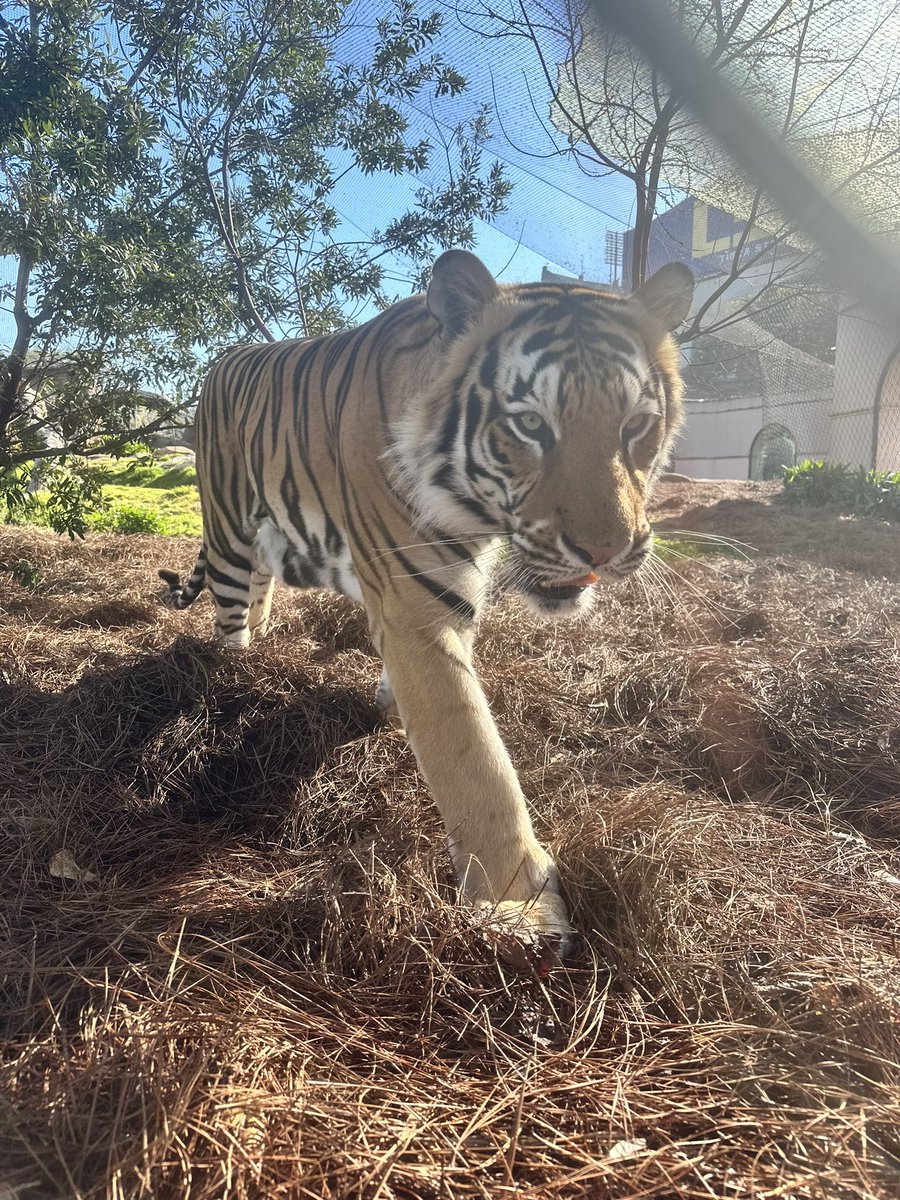 MikeTheTiger's tweet photo. When things get you down, get yourself back up. Geaux Tigers! https://t.co/qZyRYfT0Fy
