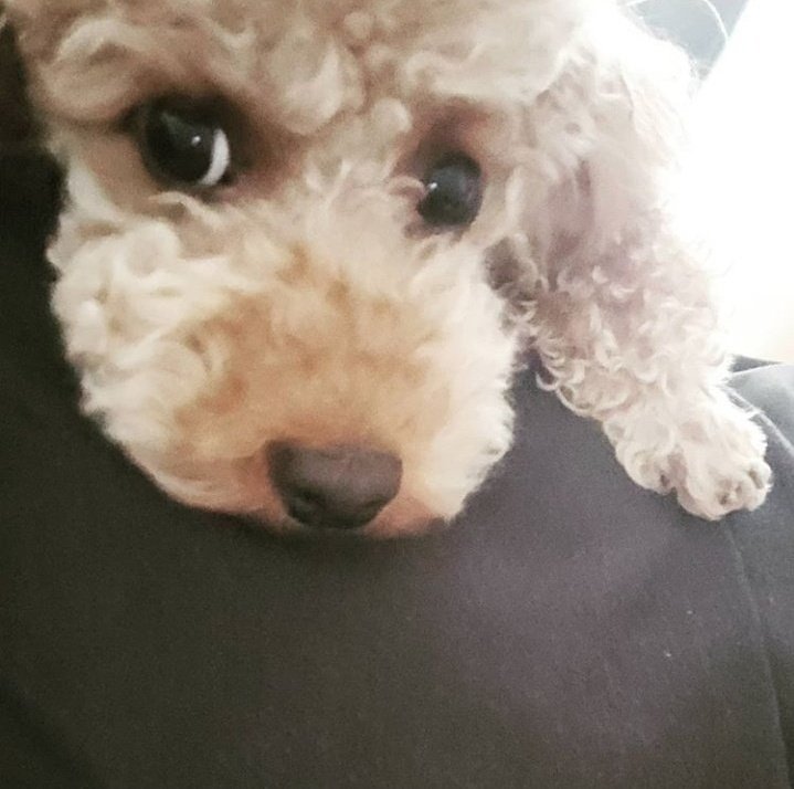 3 yıl önce bugün, Yoongi'nin omuz ameliyatının duyurulmasının ardından Yoongi'nin abisinin Holly ile instagram paylaşımı 🐈🐕💜

"Her şey iyi olacak~"