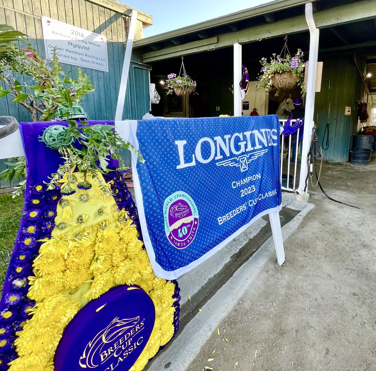 The morning after White Abarrio’s BC Classic victory at Santa Anita Park. ⁦<a href="/theTDN/">TDN</a>⁩