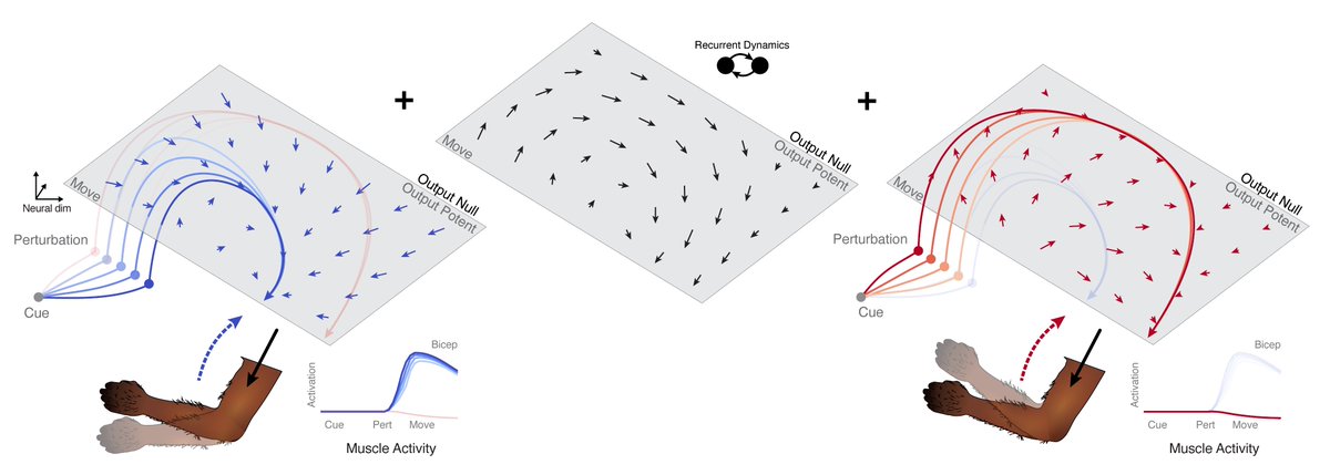 If you're at #SfN23, stop by my poster Tuesday afternoon (DD18, 1-5pm) where we discuss the fundamental role of sensory prediction in motor planning.
abstractsonline.com/pp8/#!/10892/p…