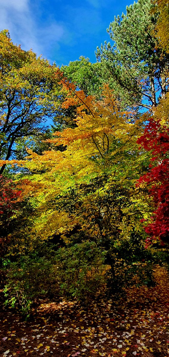 The spectacular Acer Glade and autumnal trees at @BodnantGardenNT in November 🏴󠁧󠁢󠁷󠁬󠁳󠁿 #Wales #Nature #Autumn #NorthWales #Cymru