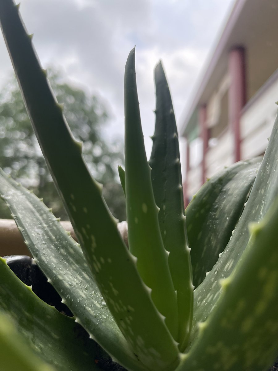 Leaves and rain.