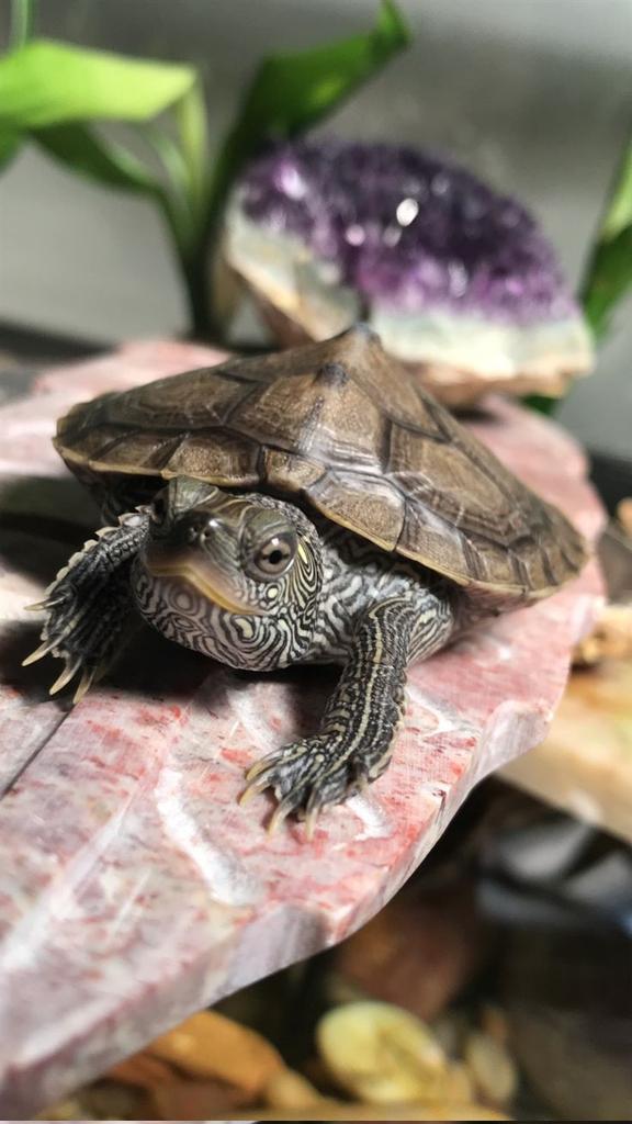 tortoise_loveer's tweet photo. Today's best photo ππ
Please join the group π Tortoise World
.
.
Credit: pintarest
#turtlefamily #turtletime #turtlepower #Turtlebeach #turtle #TurtleWax #turtlefacebook #turtleturtle #turtletattoo #turtlelover https://t.co/BZRNpgk9H5