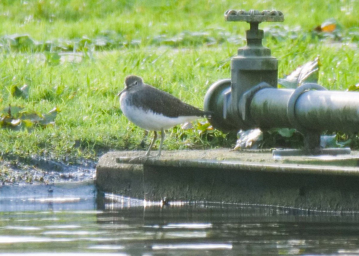 Green Sandpiper at Holmwood Sewage Works.