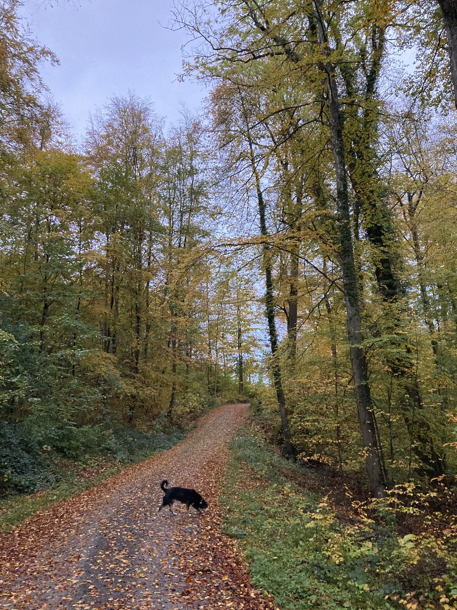 Hartfrid_Wolff's tweet photo. Herbstspaziergang in Schorndorf https://t.co/wOSf2SgdiD