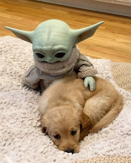 Nadie:  

-Yo con cualquier perrito que veo: