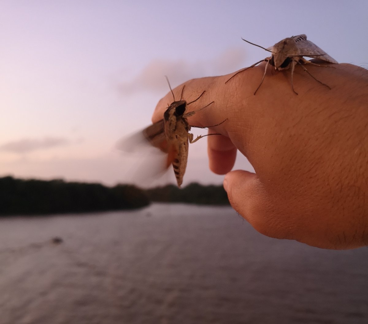 Gerard Talavera (@gerardtalavera) on Twitter photo Fishing the sky! Back from a thrilling 3-week journey aboard #NationalGeographicExplorer in #SouthAmerica studying insects dispersing over the sea and the #AmazonRiver
<a href="/LindbladExp/">Lindblad Expeditions</a> <a href="/NatGeo/">National Geographic</a> <a href="/InsideNatGeo/">National Geographic Society</a> <a href="/IBB_botanic/">Institut BotĂ nic de Barcelona</a> <a href="/CSIC/">CSIC</a> #InsectMigration #Biodiversity #Research Fishing the sky! Back from a thrilling 3-week journey aboard #NationalGeographicExplorer in #SouthAmerica studying insects dispersing over the sea and the #AmazonRiver
<a href="/LindbladExp/">Lindblad Expeditions</a> <a href="/NatGeo/">National Geographic</a> <a href="/InsideNatGeo/">National Geographic Society</a> <a href="/IBB_botanic/">Institut BotĂ nic de Barcelona</a> <a href="/CSIC/">CSIC</a> #InsectMigration #Biodiversity #Research