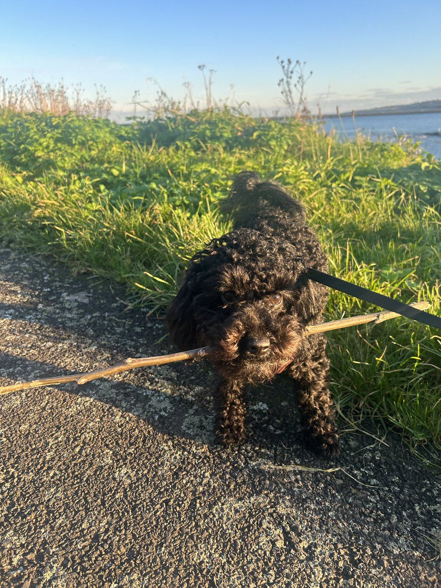 CainForster1's tweet photo. 🐕‍🦺🐾 a nice dry dog walk after all that rain! https://t.co/JXAu6PrNV0