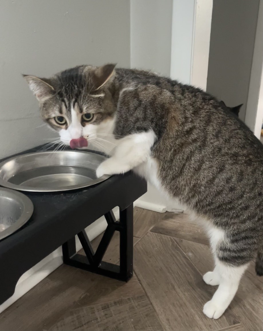 Maize knows the importance of staying hydrated, even in fall and winter! 💦🐱 Remember to drink plenty of water and keep your pet's water bowls clean and full. #StayHydrated #PetHealth #CleanWater #CatsOfTwitter