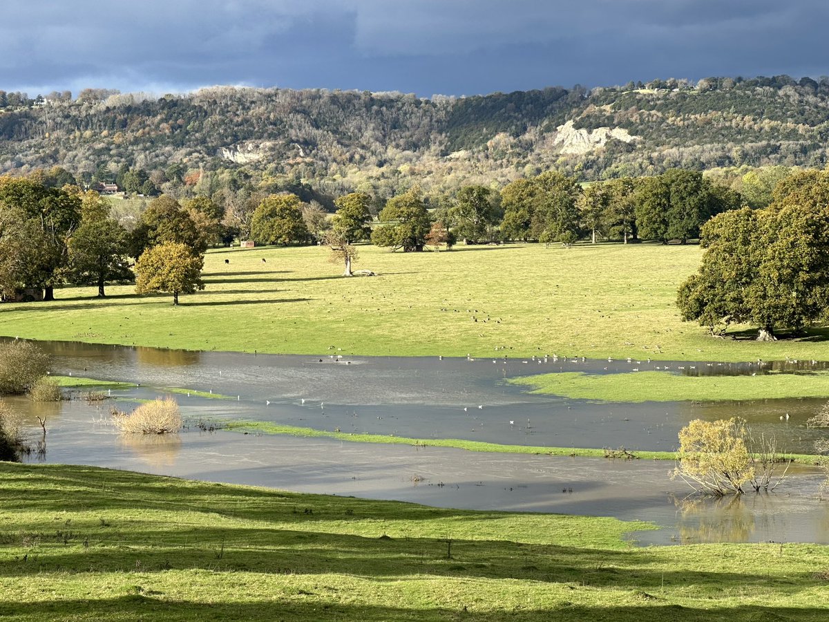 1st Common Gull of the autumn on the flooded Mole at Betchworth