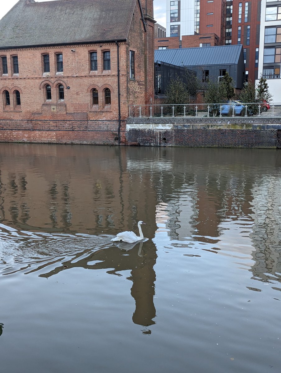 🦢 Swan rescue in #Leicester 🧑‍🚒 2 nasty hooks 🎣 connecting its beak to its back, hooks removed at a vets, checked over & given antibiotics. Released back to location. Thank you @LeicsFireRescue @RSPCA_official 74 👏