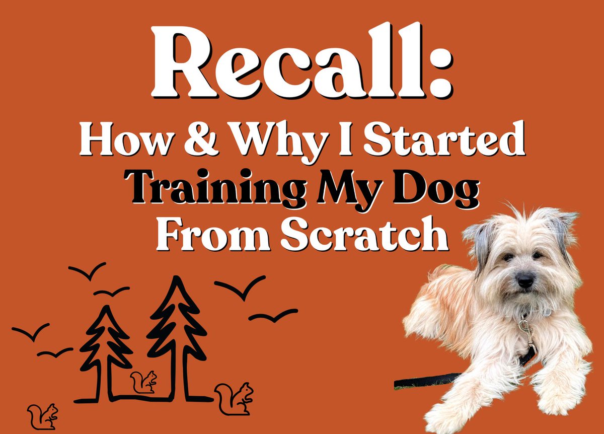 training4pets's tweet image. Teaching recall (or the &quot;come&quot; command) to a stubborn dog can be a challenging task, but with patience, consistency, and positive reinforcement, you can achieve success. Here&apos;s a step-by-step approach to teach recall to a stubborn dog:
#PetTraining #PetCare #PetLovers #PetHealth…