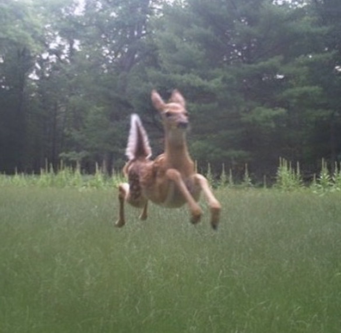 ethereal, tweet media