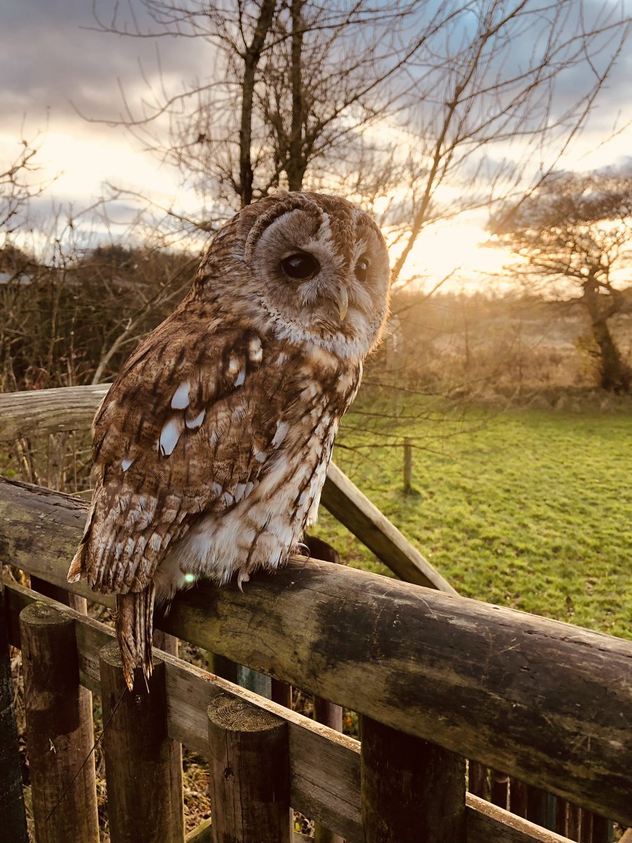 world_of_wings's tweet photo. Little Oak is the last bird of the day to fly. How handsome does he look with the sun setting in the background?
#tawnyowl #strixaluco #owl #birdofprey #raptor #sunset #autumn #birdlovers #animallovers #worldofwings
#birdofpreycentre #scotland #thingstodo #visitscotland #dayout https://t.co/Ca5f8eZ4gq