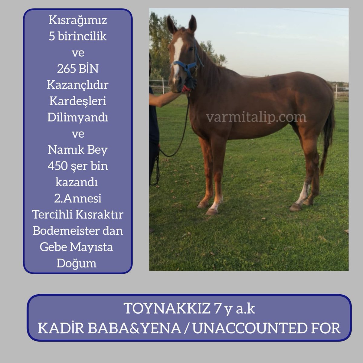 #Bodemeister Gebesi 2.annesi #Tercihlikısrak Toynakkız #varmitalip varmitalip.com.tr/index.php?rout… #SatilikTaylar,#SatilikGebeKisraklar,#horse #breeding #farm #farmlife #mareandfoal #ArabianHorses
#Thoroughbreds 
#yearling #stallion #stud
 ☎️05362458068 @MetinMfg