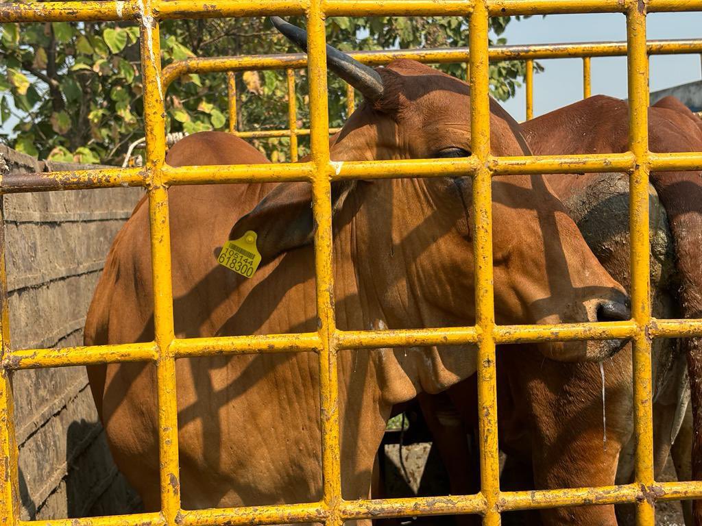 SuratRcm's tweet photo. Stray Cattle Menace:
A Challenging Task.

Around 1200 Stray cattle impounded from South Guj Nagarpalika &amp; kept in various Gau shalas.

Drive to overcome Cattle Menace from all 19 Nagarpalika of Surat zone.
@PMOIndia 
@CMOGuj 
@rkbeniwalias 
@Ashwini281075 
#GSLA 
@Gujinfo https://t.co/qs9NCOvK5Z
