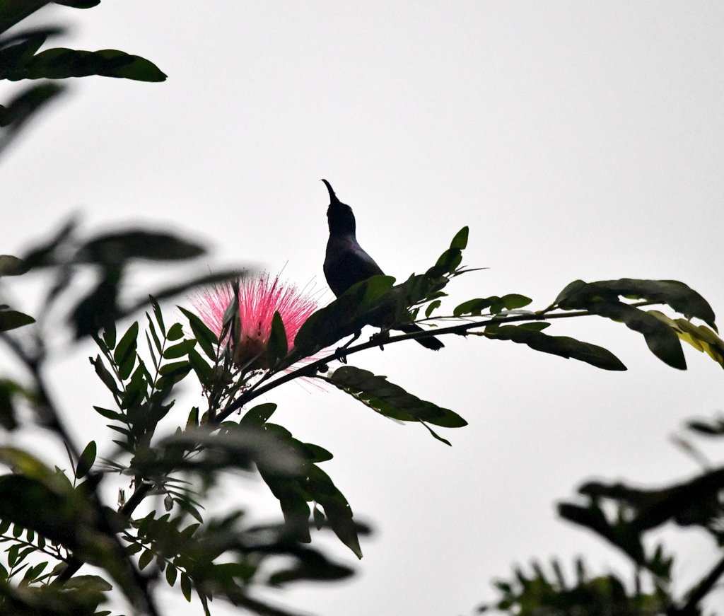 #IndiAves 
Restarting #SunbirdSunday with this #silhouette from #Goa's Bhagwan Mahaveer sanctuary

#indiasnature #ThingsOutside #TwitterNatureCommunity #birdwatching #BirdsSeenIn2023

#ThePhotoHour #ThroughYourLens #NikonPhotography