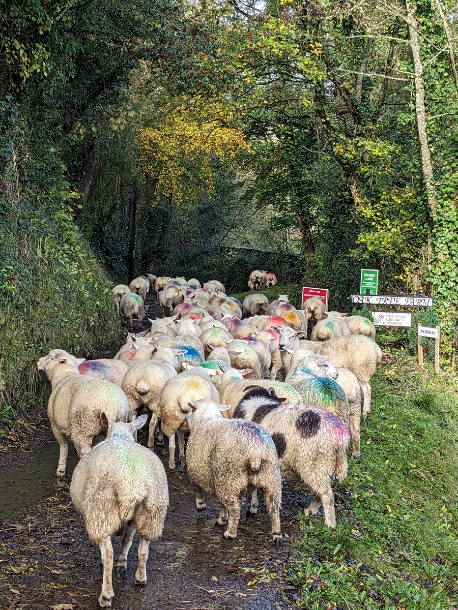 Beautiful rainbow colours 🌈 bring on lambing 24 <a href="/emmamingo/">Emma Mingo</a>, but first scanning 🤞