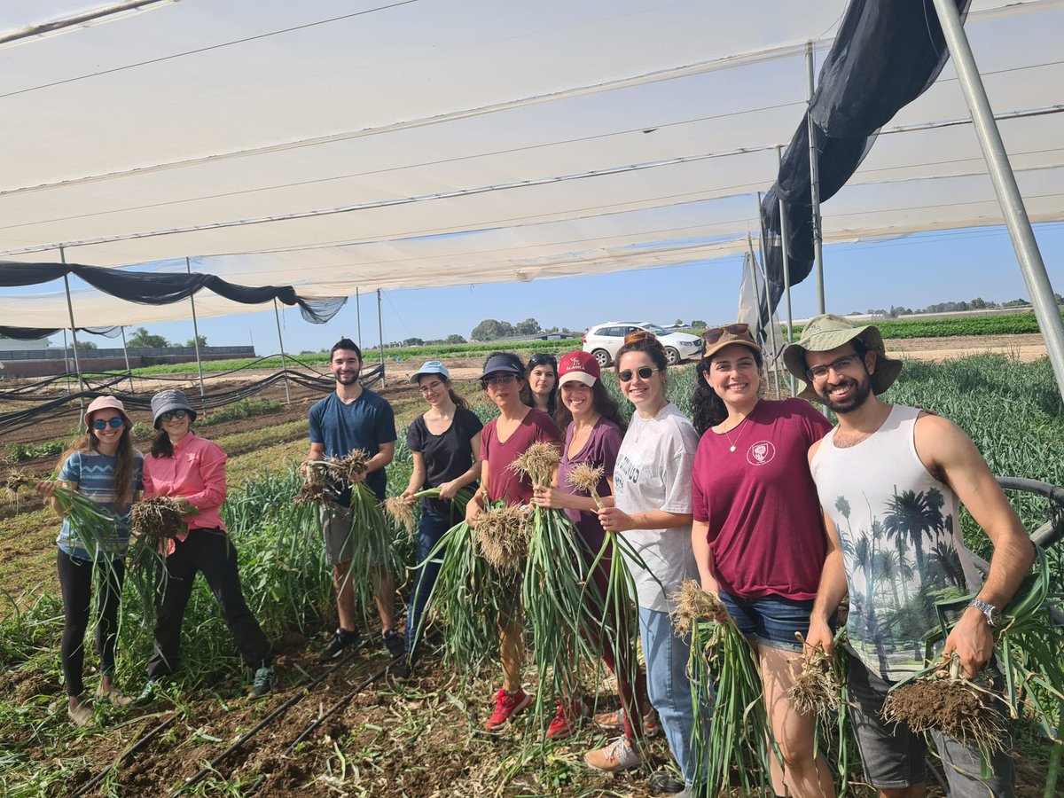 lab_rosenzweig's tweet image. Instead of a regular group meeting, and in light of the current situation here in Israel, we volunteered today helping the local agriculture. We picked, cleaned and packed garlic!