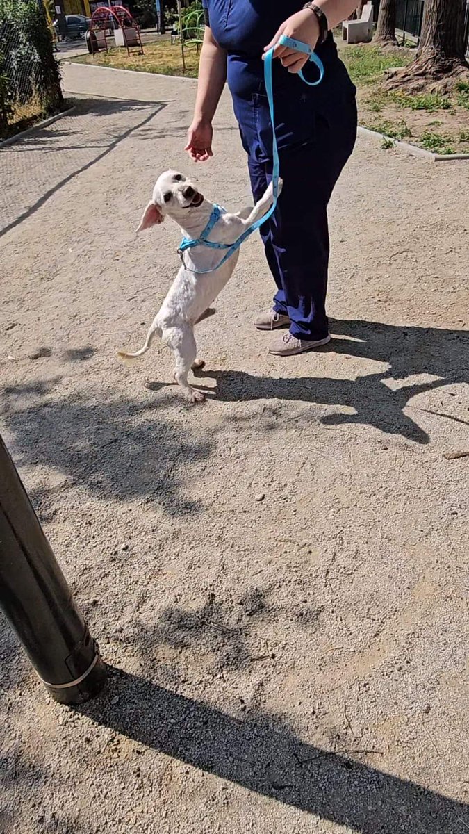 ADOPCION URGENTE!! Ya fue dado de alta y no tiene donde ir, esta en busca de un hogar urgente, no tengo donde dejarlo😔💔
🐾Castrado
🐾Vacuna octuple
🐾2 añitos aprox
🐾Cariñoso y juguetón, amoroso
🐾 Me entregan bajo entrevista
🐾Tamaño pequeño
🐾Estoy en Stgo
☎️+56953554748