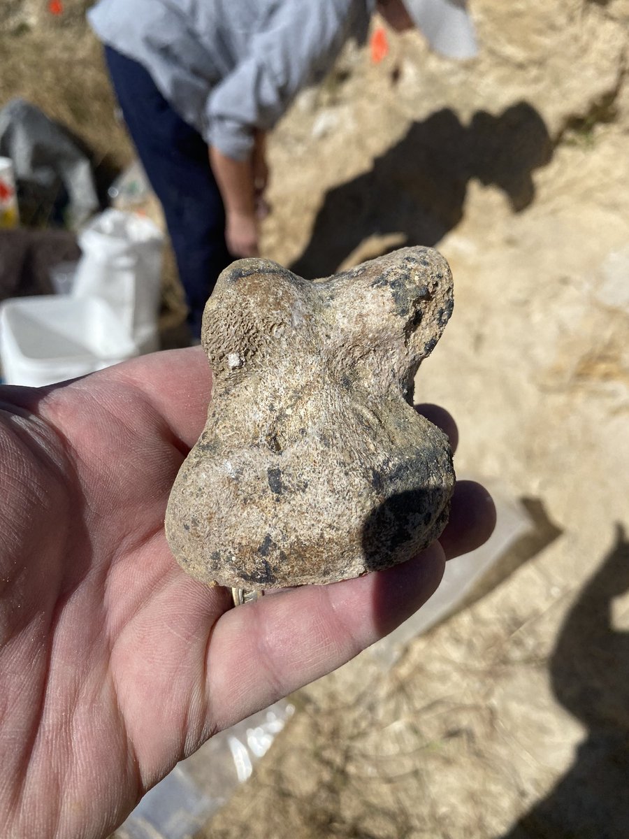 BlochLab's tweet photo. And so it begins. First day of Fall 2023 #Montbrook fossil dig with @FloridaMuseum volunteers! We are back on the 5-6 million year old bone bed! What will we find this year?#gomphopalooza @UFExplore https://t.co/qOXH1aGlZM