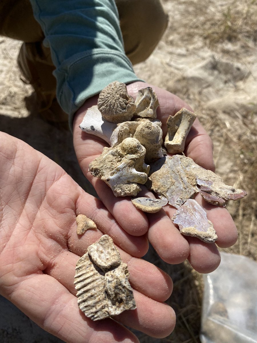 BlochLab's tweet photo. And so it begins. First day of Fall 2023 #Montbrook fossil dig with @FloridaMuseum volunteers! We are back on the 5-6 million year old bone bed! What will we find this year?#gomphopalooza @UFExplore https://t.co/qOXH1aGlZM