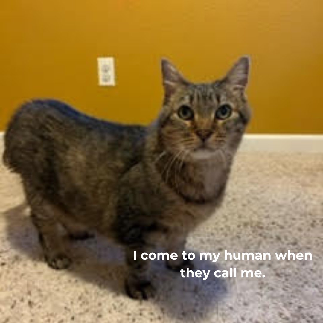 PawsCoTeam's tweet photo. 🌟 Say hello to Jags! 🌟 Your future cuddle buddy is here, waiting for a heart as warm as her purrs. 🏡💖 13 years young, 9 lbs of pure love. 🐾🗨️ Adopting Jags means endless ear scratches, serene company, and a very grateful feline friend. 🏠❤️ #AdoptJags #TabbyCatLove https://t.co/te0j7yKfn4