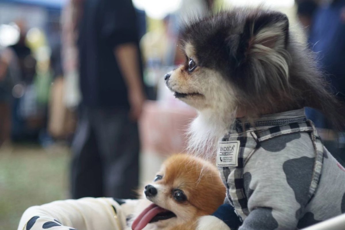 nnnkkk0126's tweet image. 武蔵野公園
原っぱ祭り
我が家の２匹も満喫してました。
#pomeranian #ポメラニアン 
#radica #nacole
#原っぱ祭り