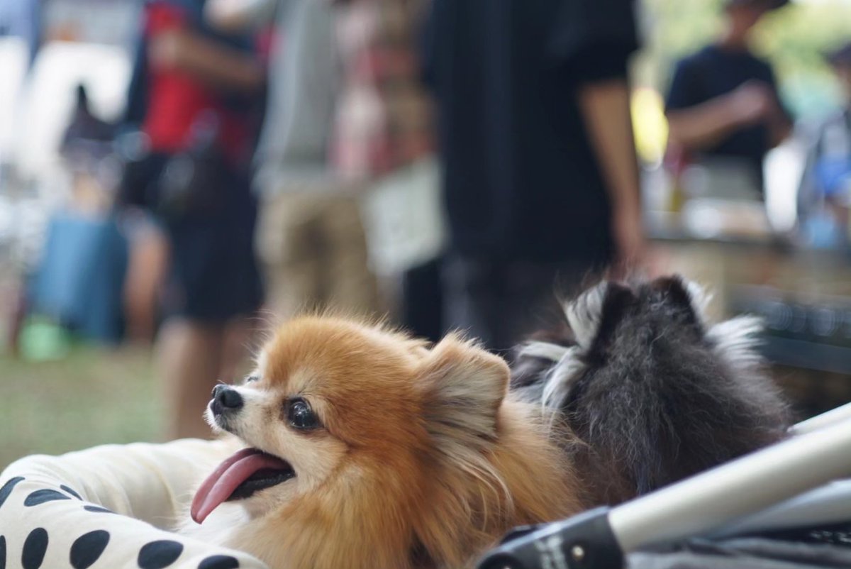 nnnkkk0126's tweet image. 武蔵野公園
原っぱ祭り
我が家の２匹も満喫してました。
#pomeranian #ポメラニアン 
#radica #nacole
#原っぱ祭り