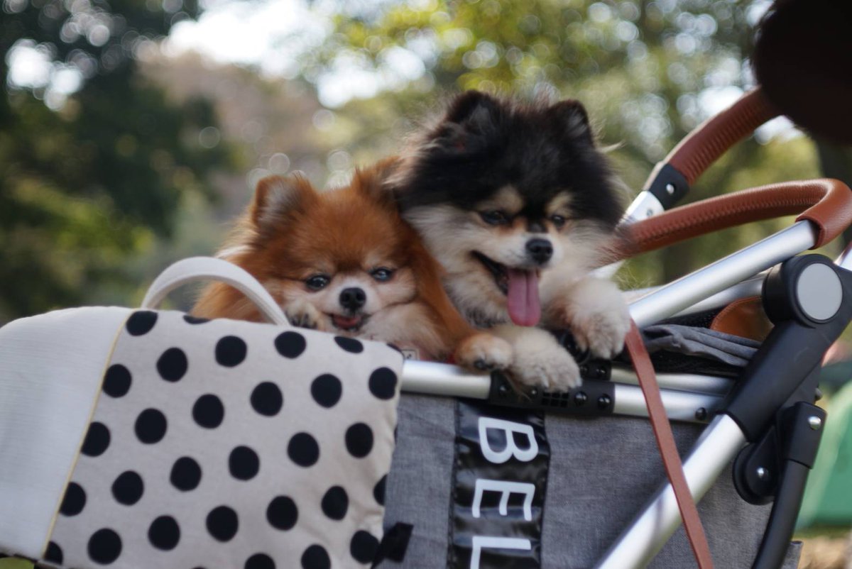 nnnkkk0126's tweet image. 武蔵野公園
原っぱ祭り
我が家の２匹も満喫してました。
#pomeranian #ポメラニアン 
#radica #nacole
#原っぱ祭り