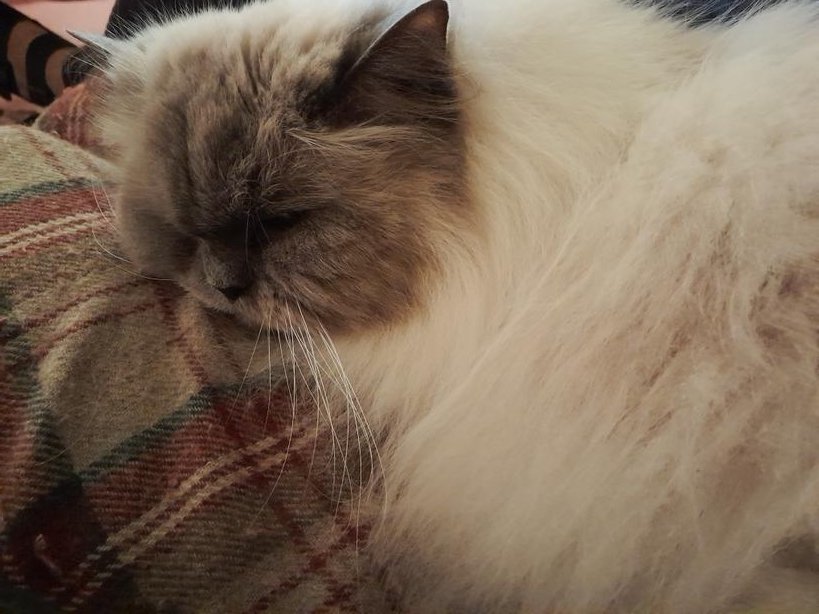 DowlerHannah's tweet photo. Thankyou @ClassicFM @CharlotteHawkins for playing such calming music keeping our Patrick chilled out @SueNaughton https://t.co/dUs2ntEGXl