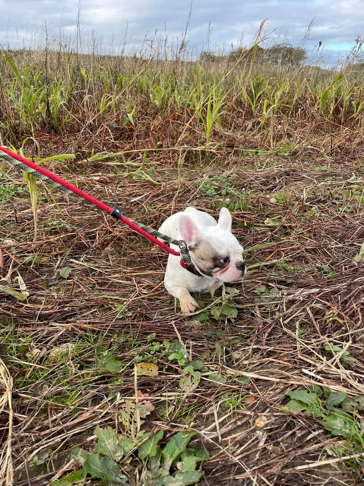 This little lady was found in fields at #Aldbury village between #Berkhamsted &amp; #Tring today.
No collar
She was also spotted near Berkhamsted Saturday night on her own - at Cow Roast.
She has been taken to Appledown dog rescue in Eaton Bray  #FoundDog 
#Hertfordshire 
#LostDog