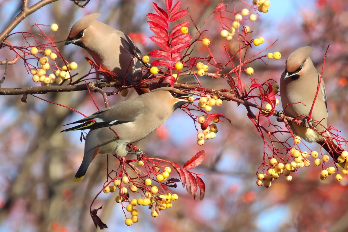 Few pics of some of the 100s of waxwings in New Elgin 🏴󠁧󠁢󠁳󠁣󠁴󠁿 atm 😍#waxwing @WaxwingsUK @BTO_Scotland @BBCSpringwatch @BirdSpotUK @BirdWatchingMag @RSPBbirders @RSPB_NEScotland @RSPBScotland