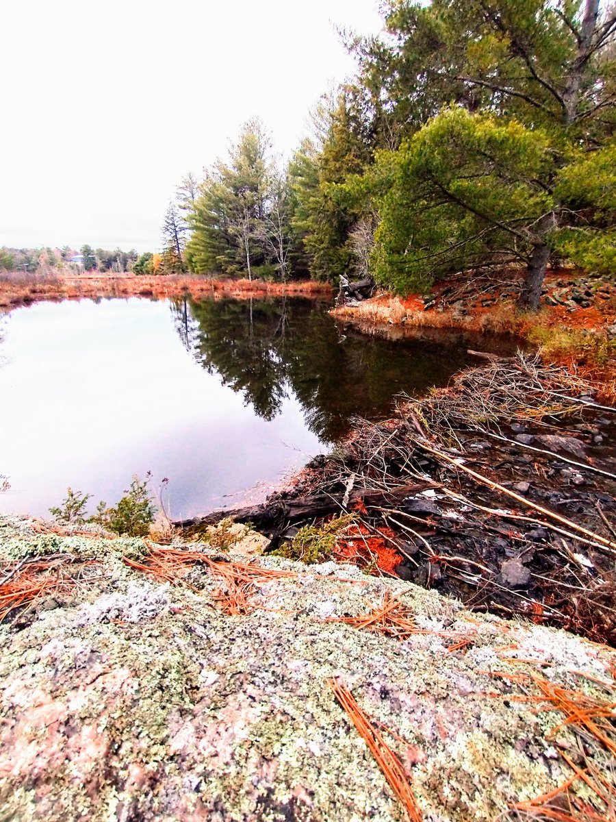 StirkTech's tweet image. Out in a place where I belong.

Might move into a cabin in the woods with how messed up the world seems to be these days lol.

It may be a great awakening experience!

#Hiking #Peaceful #Truth #Cabininthewoods #GoodTimes #NatureRocks #AllReal