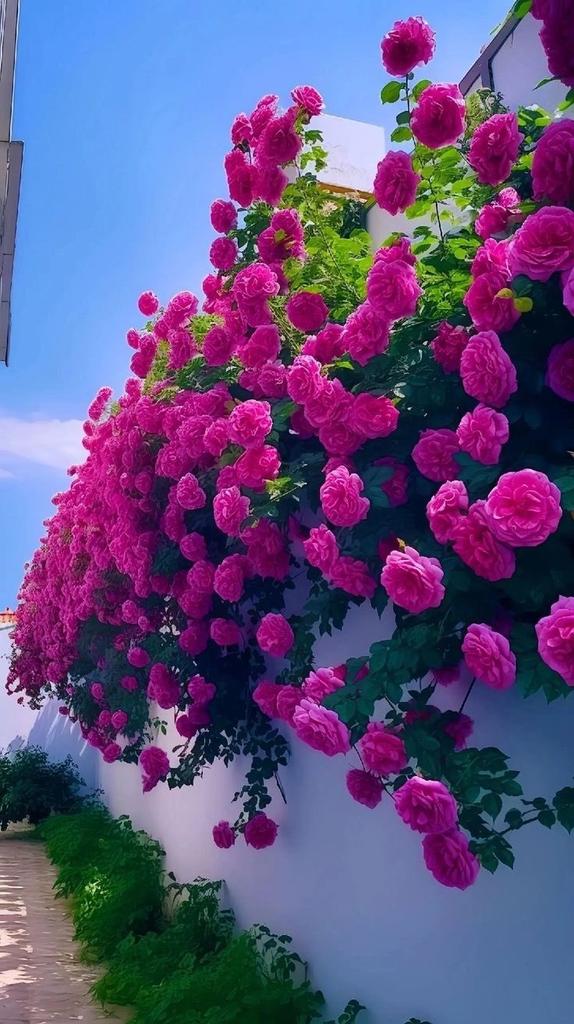 صدام احمد 🌹🌹 tweet media